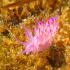 Nudibranch - Image