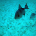 Triggerfish - Image