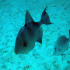 Triggerfish - Image