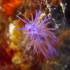 Nudibranch - Flabellina affinis - To close