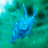 Nudibranch - Image