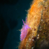 Nudibranch - Image