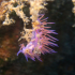 Nudibranch - Image