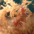Nudibranch - Image