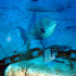 Triggerfish - Image