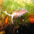 Nudibranch - Image