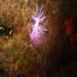 Nudibranch - Image
