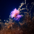 Nudibranch - Image