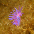 Nudibranch - Image