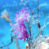 Nudibranch - Image