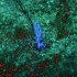 Nudibranch - Image