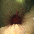 Long-spined urchin - Image