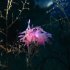 Nudibranch - Image