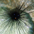 Long-spined black sea urchin - Image