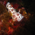 Nudibranch - Image