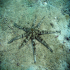 Sea star - Image