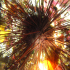 Long-spined black sea urchin - Image