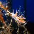 Nudibranch - Image