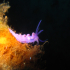 Nudibranch - Image