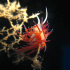 Nudibranch - Image
