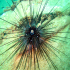 Long-spined black sea urchin - Image