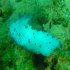 Nudibranch - Image