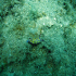 Nudibranch - Image
