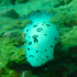 Nudibranch - Image
