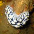 Nudibranch - Image