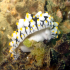 Nudibranch - Image