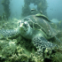 Green sea turtle - Image