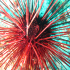 Long-spined urchin - Centrostephanus longispinus - At close range