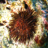 Black sea urchin - Image