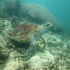 Green sea turtle - Image