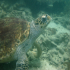 Green sea turtle - Image