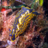 Nudibranch - Image