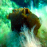 Sea hare - Image