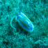 Nudibranch - Image