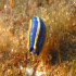 Nudibranch - Image