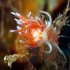 Nudibranch - Image