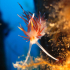 Nudibranch - Image