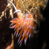Nudibranch - Image
