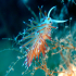 Nudibranch - Image