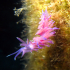 Nudibranch - Image