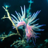 Nudibranch - Image