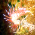 Nudibranch - Image