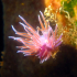 Nudibranch - Image