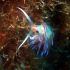 Nudibranch - Image