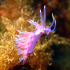 Nudibranch - Image