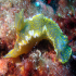 Nudibranch - Image